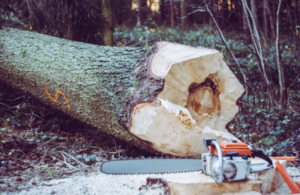 trimming