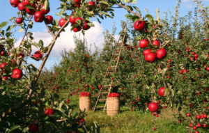 home garden