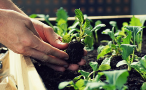 planting at garden